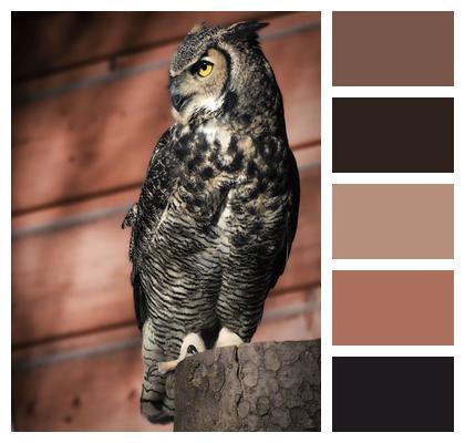 Bird Owl Tawny Owl Image